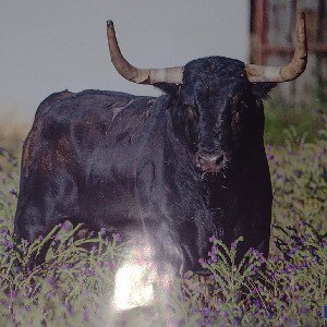 segundo toro de sanjuan