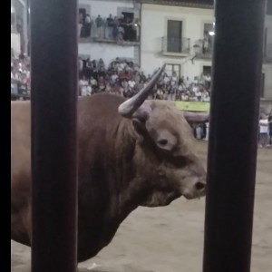 primer toro de sanjuan de verdad