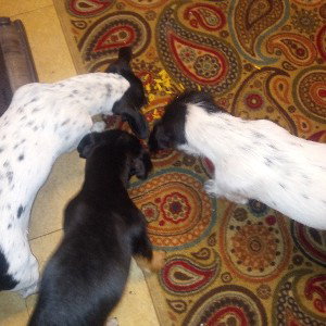 u day food (DOGFOOD)