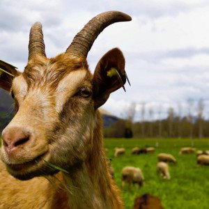 $#____ (GOAT)
