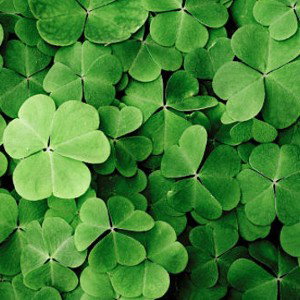 Clover