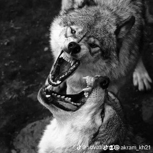 🥷🐺