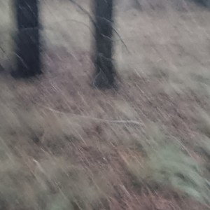 forest free style by beset