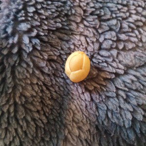 Peanut 