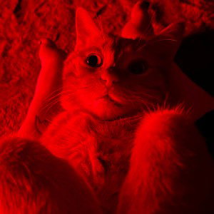 Halloween Horror