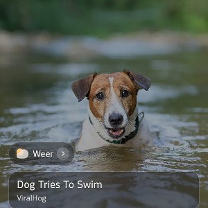 The dogs times to win doos