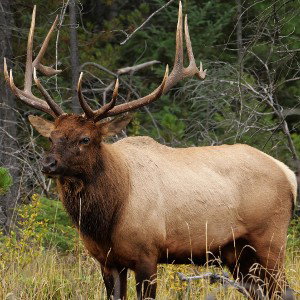 Elk Rap