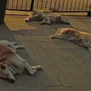 who let the dogs out