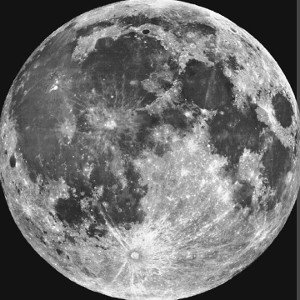 مورچه سیاه