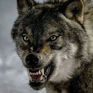 les_loup_noir__