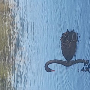 black swans 