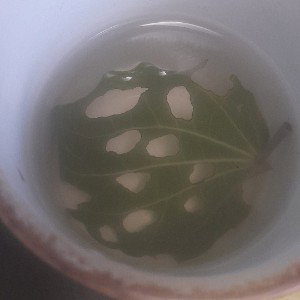 kawakawa