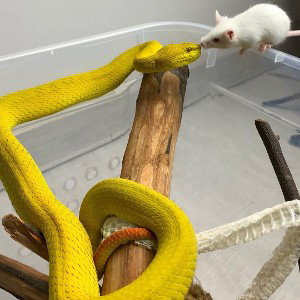 Snake 🐍 and rat 🐀 