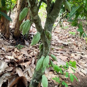 cacao 1500fcfa moiga biiga 🇧🇫