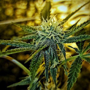 twisted grow