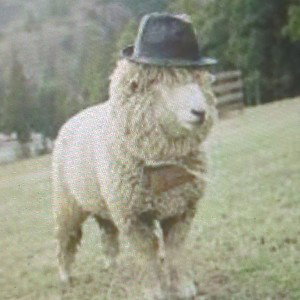 u got any wool?