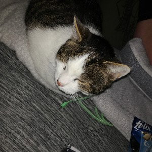 Sammy 