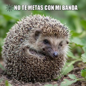 NO TE METAS CON MI BANDA 😈