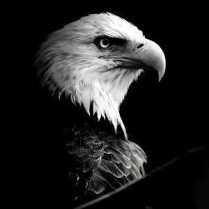KING OF THE SKY