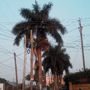 kakubbidewa