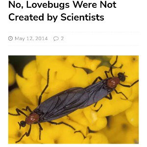 No Love is Bugged