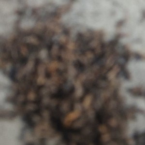 dk2