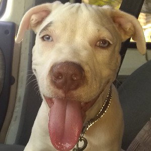 Lickin like a Dog 