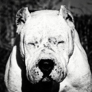 brillo