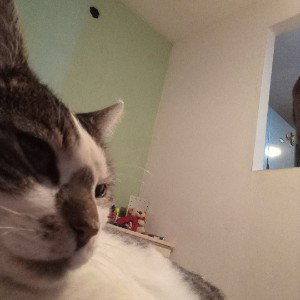 mi gata