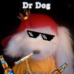 DrDog