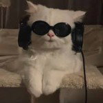 The cat