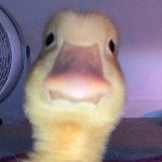Rudemrduck