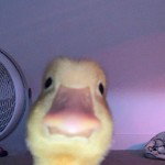 main
crew star
