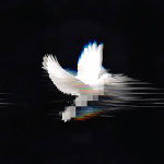 main
crew star