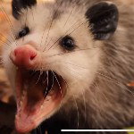 Awesome possum