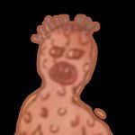 Kevin the creation