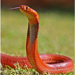 *+×-Snake-×+*