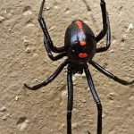 Spydert 