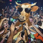 kingbrowncow