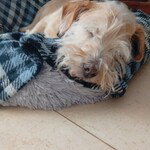 Abric