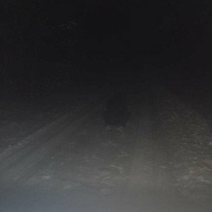 Ice