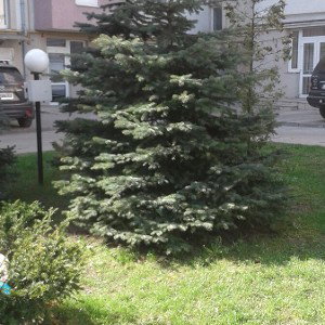 Ти чо
