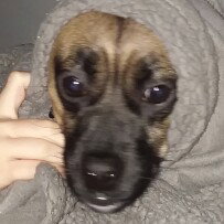 susy