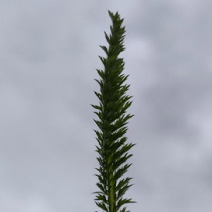 Tttrex
