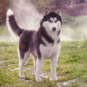 маналит ведёт