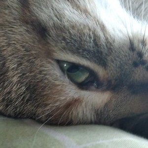 ninja