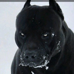 Вы точно зря будили зверя