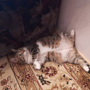 88005553535 МАМА КЕШ БАБЛО НА КАРТЕ У У У