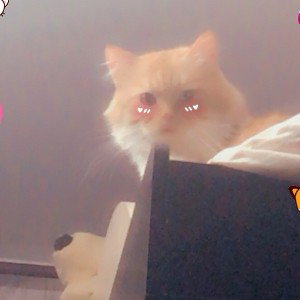 Дэмо 