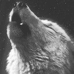 Drift2k💎 (W.A.T.C 🐺)